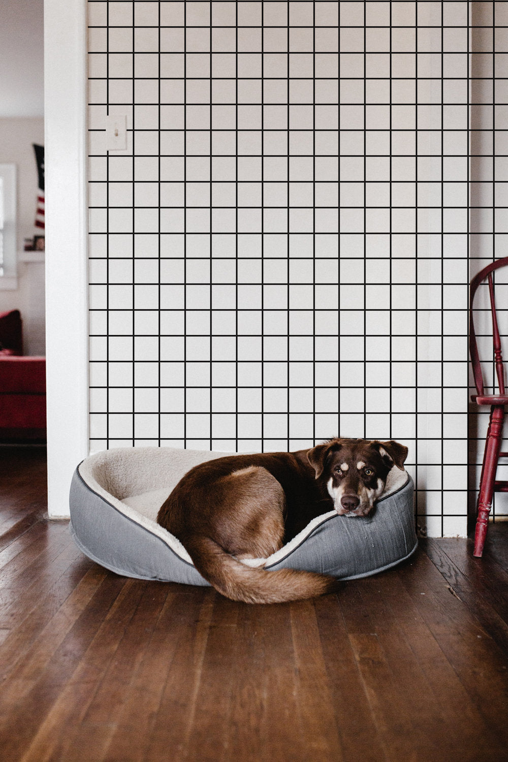 Black and White Grid Wallpaper behind a dog bed
