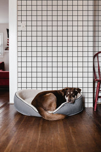 Black and White Grid Wallpaper behind a dog bed